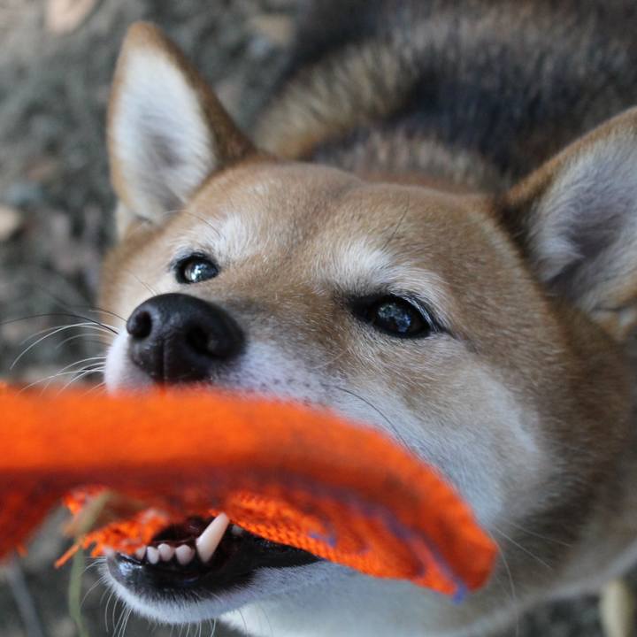 6c11e3c1 95c7 4a8e 85be f59327e5c413