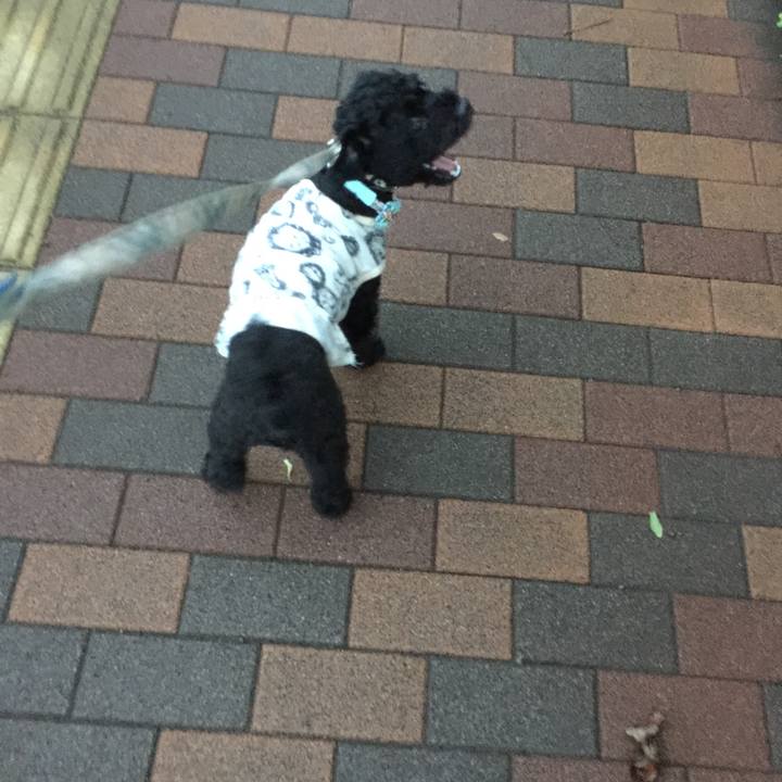 6c17d0c7 ae89 4ece 92b4 6884027ce24a