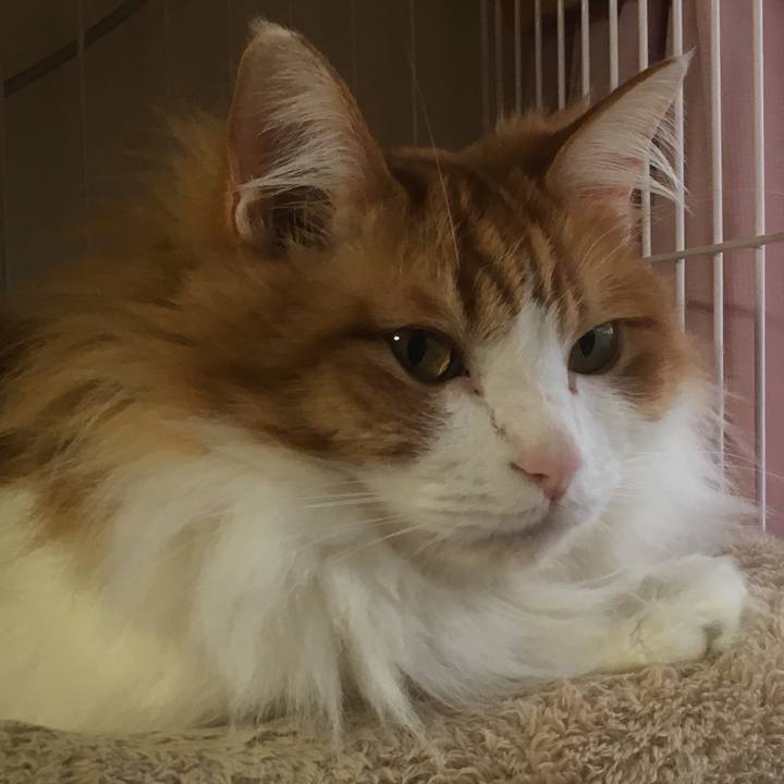 6c1c0bb4 aab6 4a96 8901 a0986a468c2c