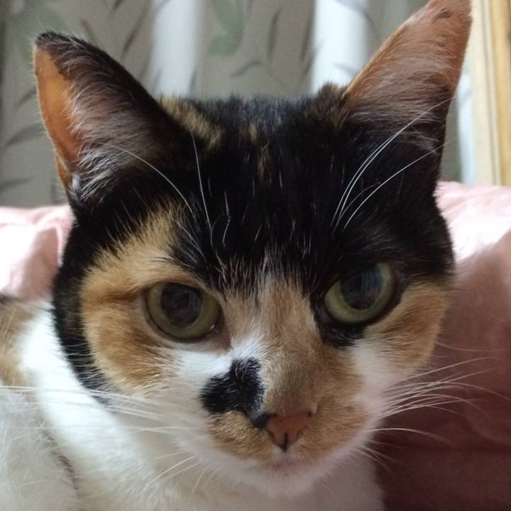 6c22381e 2678 4c49 8d54 cb335a79fdc2