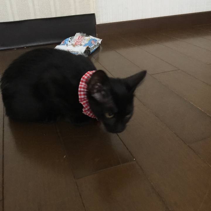 6c30e9da 4abc 4547 bcb1 1959e034095b