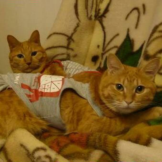 6c32c0db 80e5 4571 bcb1 cb69a9b5b0ae