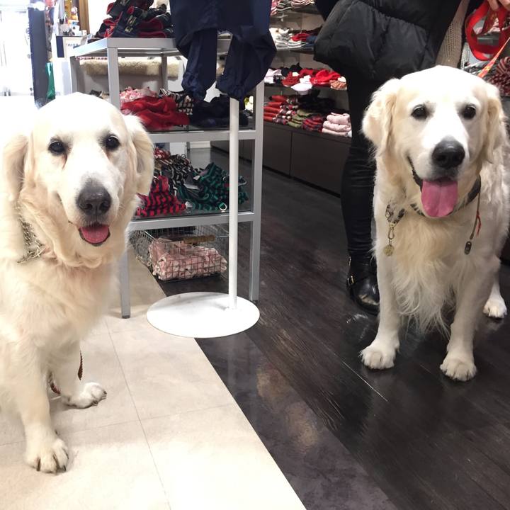 6c3e6f77 5488 4161 b890 d3e704ef548e