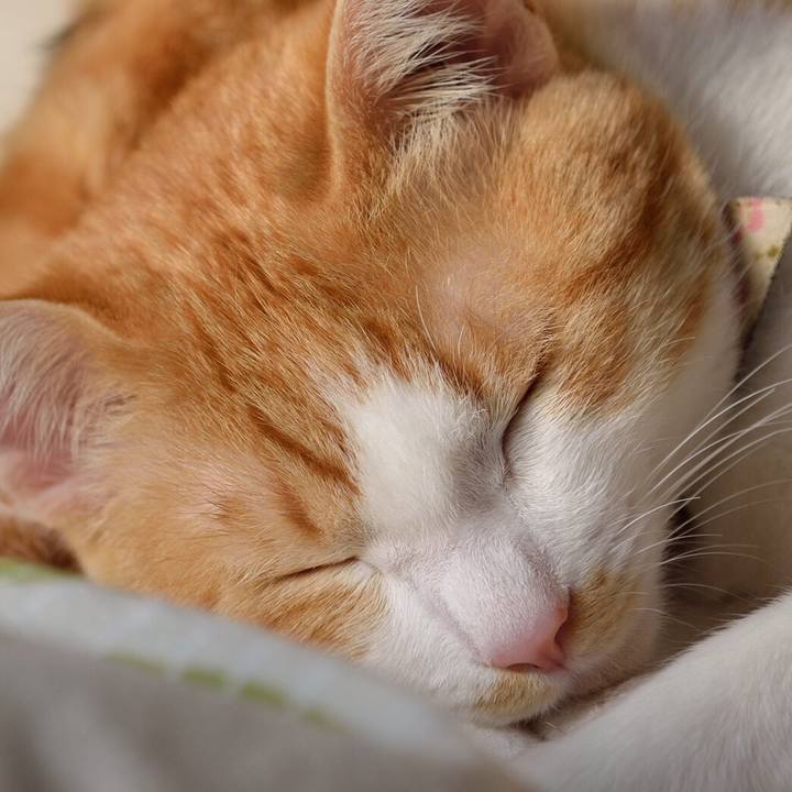 6c3f4bf5 f4e7 4874 8b1e 1ace6780c65f