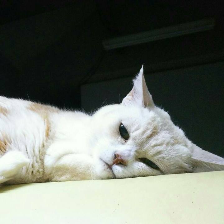 6c4039f3 93a3 414e 89e5 703ba32d7fa7