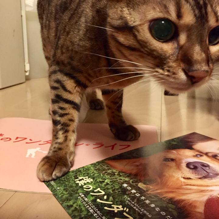 6c407672 6c52 4b94 8795 35388552e8f7