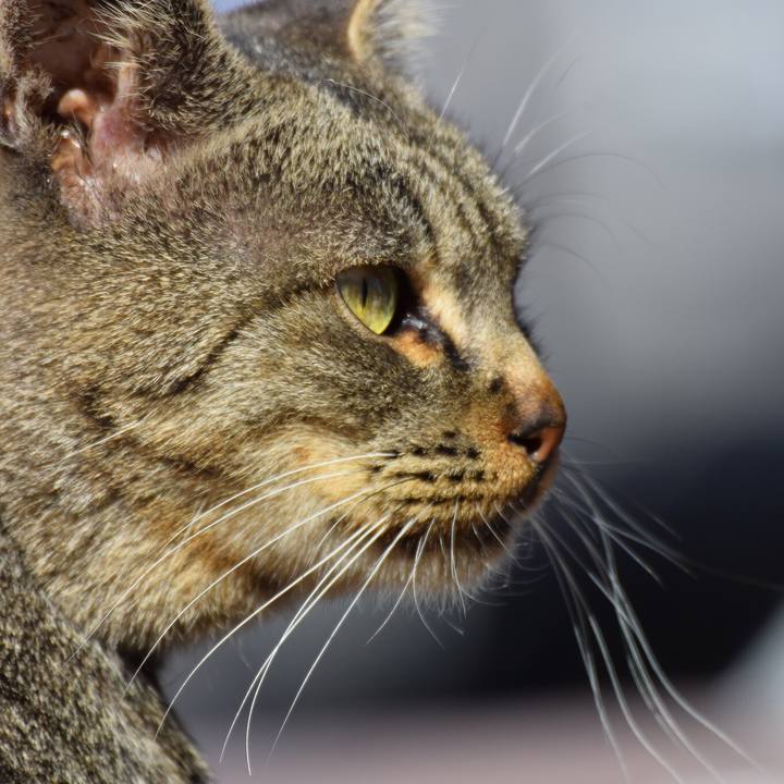 6c451289 c790 4fc8 8517 0b9124b5e06a