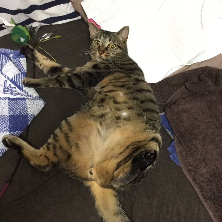 6c4b85b6 437a 44e5 9ea3 cc0a0c1a914d