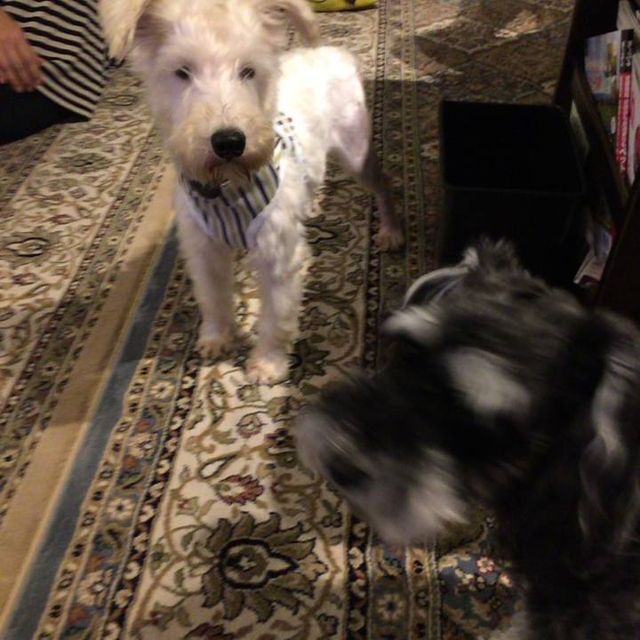 6c4d203b 19d2 429b a361 44825385de86