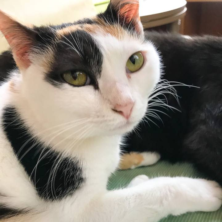 6c4dc697 7095 4800 8d84 0ded23886147