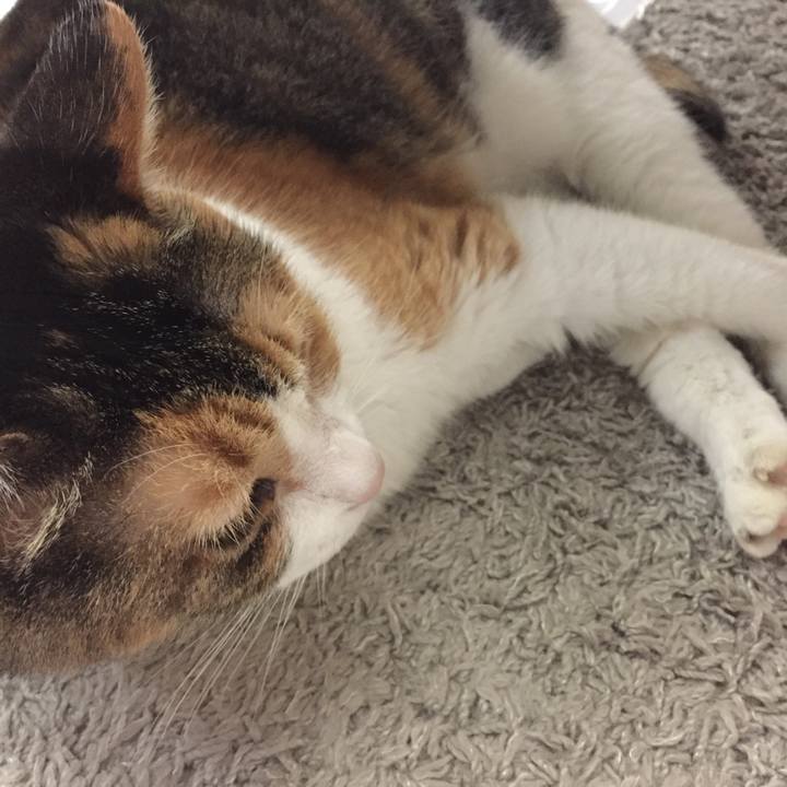 6c50ab5a f3a7 4c84 8c64 c4d83d8c28ec