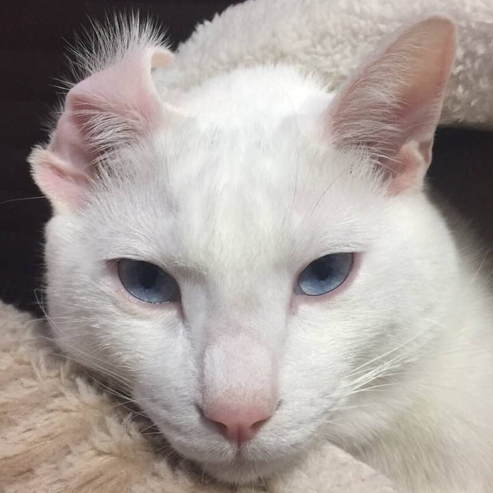 6c55a89a c9fd 4b68 b50e a40412f34829