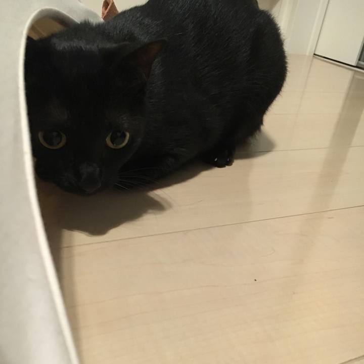 6c5d11d1 6552 48fa 9ec4 2a013caeec90