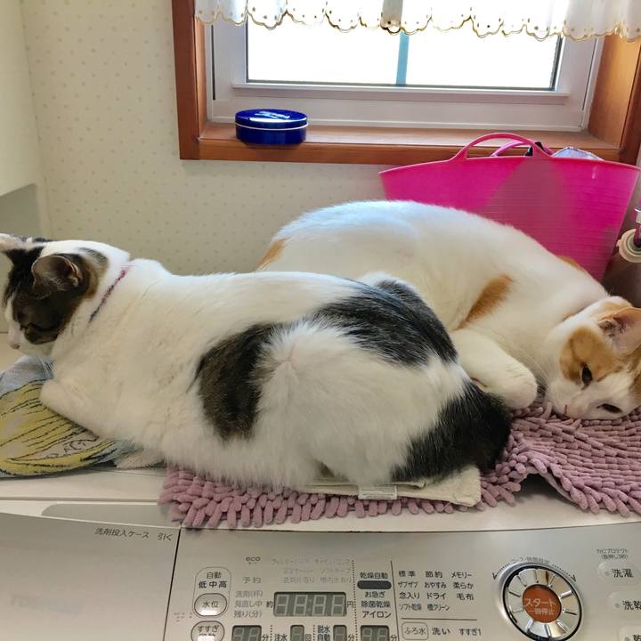 6c687420 176f 4c6b a3d0 c4f378882bba