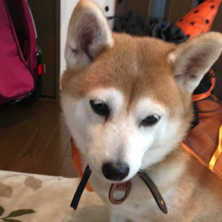 6c733d93 1ecd 49a6 bd4f 6ca079946d17