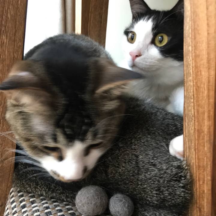 6c7c0c08 4a18 4524 80c2 8e5cc3c42b86