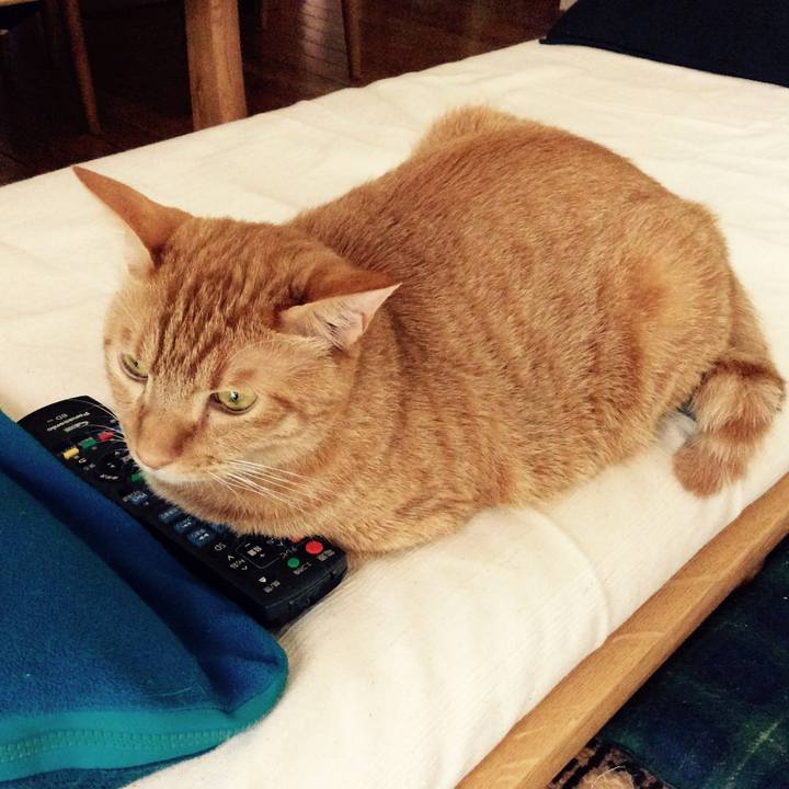 6c7fdba8 4356 4876 8f23 3490f03172cd