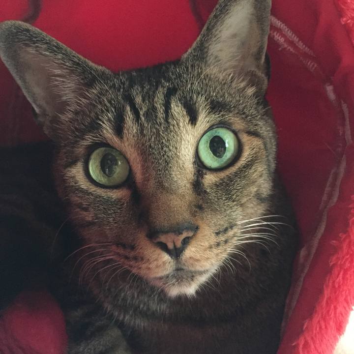 6c81a097 e986 4fc0 b2fe a29dddb38064