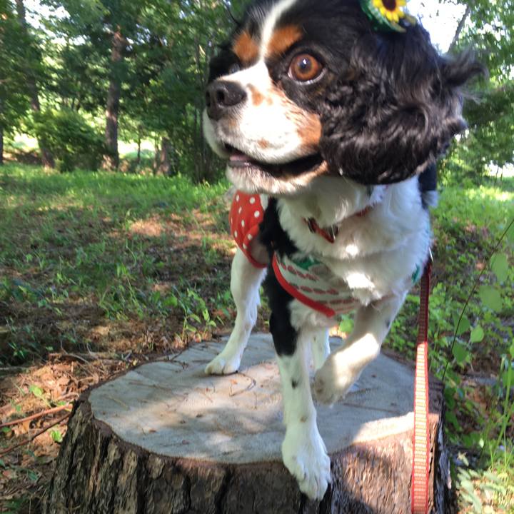 6c88970c 8385 44c6 8b20 9af30b134737