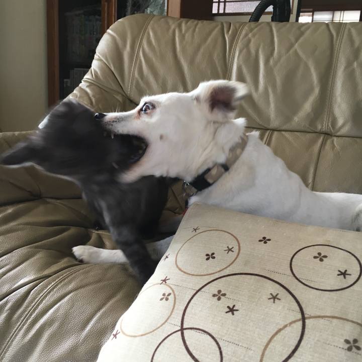 6c970342 749a 4028 a734 4983cb5a94b5