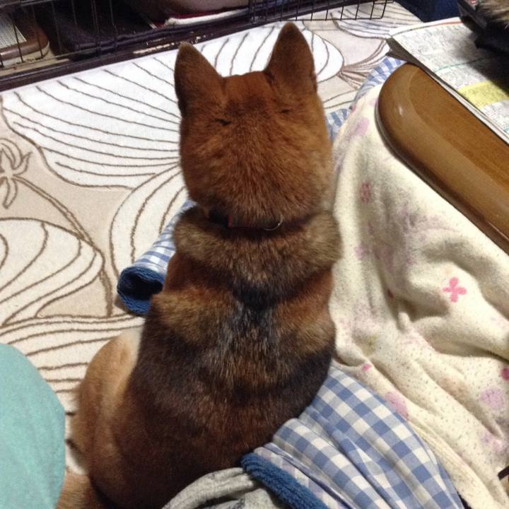 6c98c8c8 c0e4 4973 80d6 b98aaa20db34