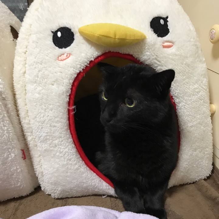 6c998159 e7d0 42ca af04 69c16d12d221