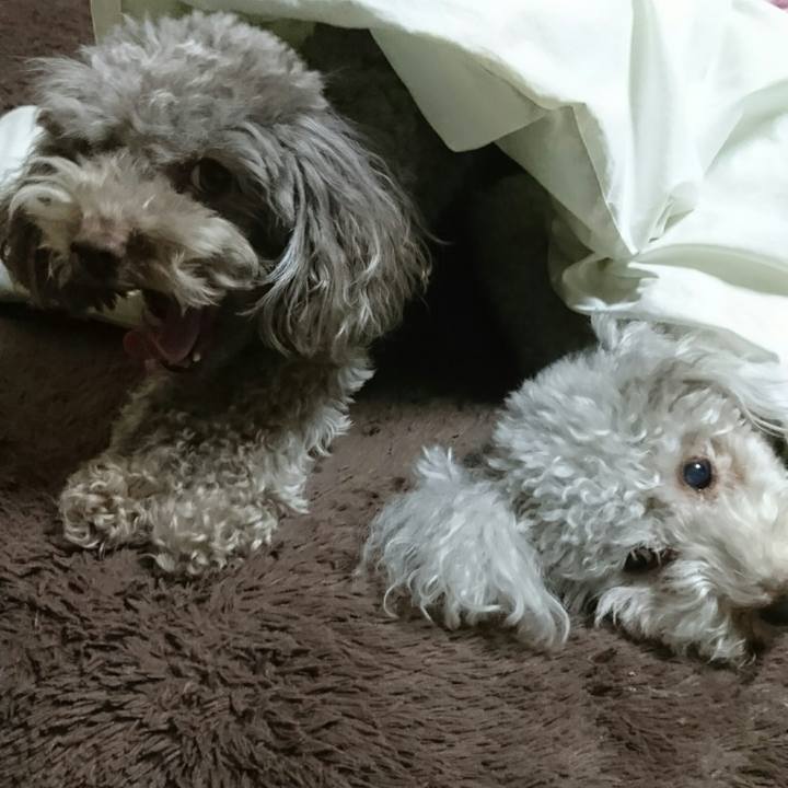 6c9b15d3 2c38 4840 af5e 1e7776c21c95