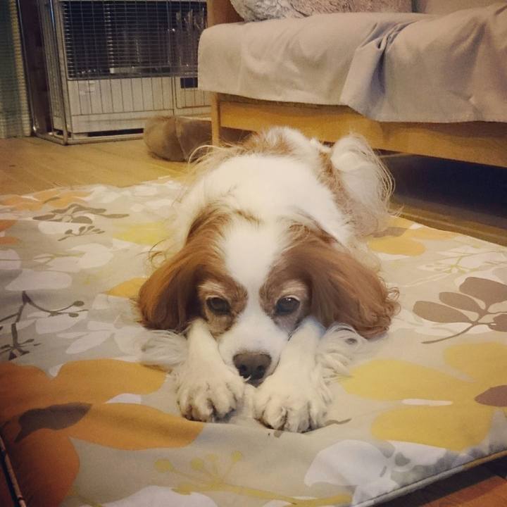 6ca095a2 336e 439f 8fb0 ce306884f16c