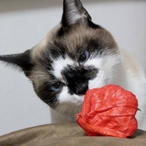 6ca32d95 3a5a 4fea 9a28 d0d059626ec5