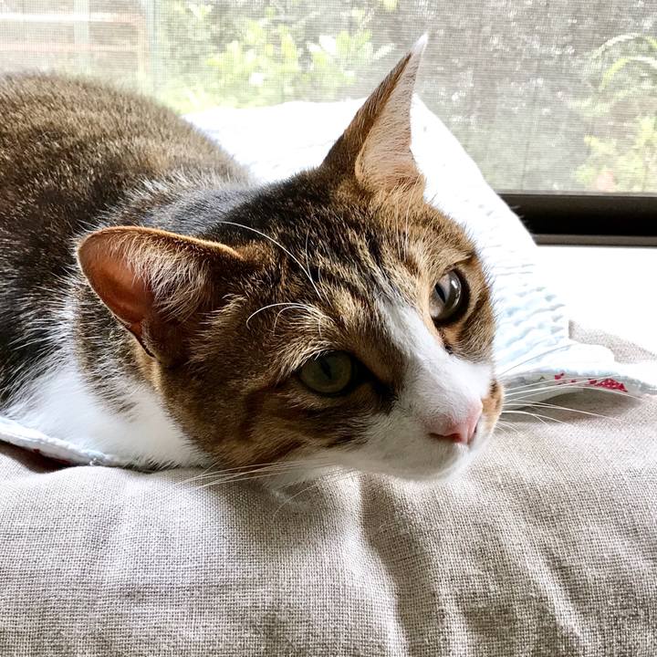 6cb5f348 786b 4c9c a547 da3017a874c8