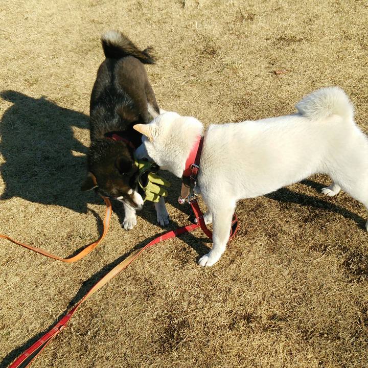 6cc0966d cf86 41a2 a413 253735a240b8