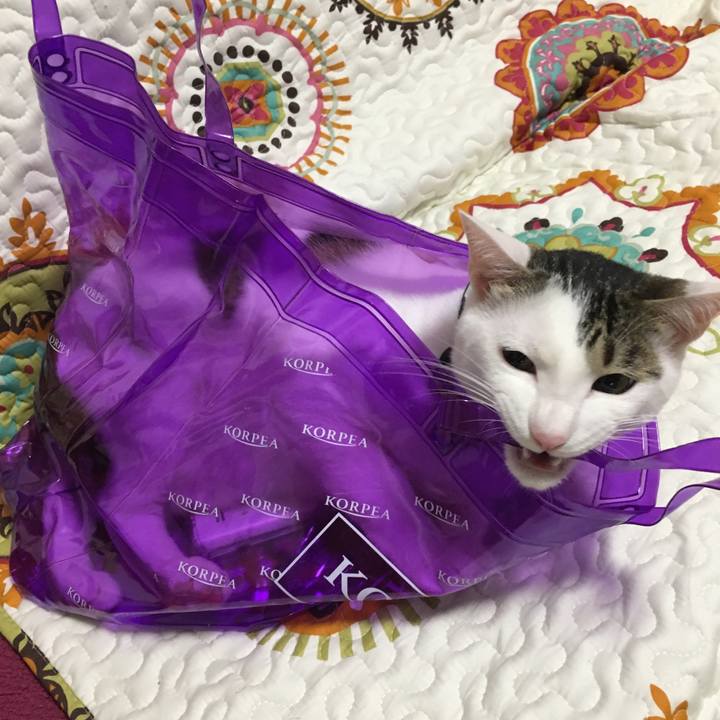 6cc1910a ea63 4699 a08b 2d9cee4e4711