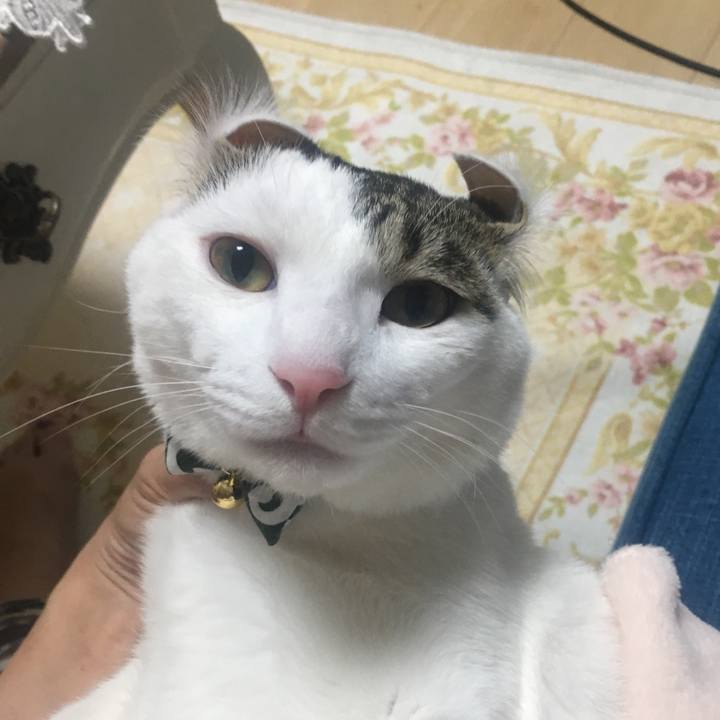 6cc1e6dd 3930 4d9a 9f14 0e45cfcc0a53