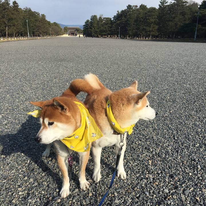 6cc2666a 914f 4ccd a1c4 091c8e04b3e0