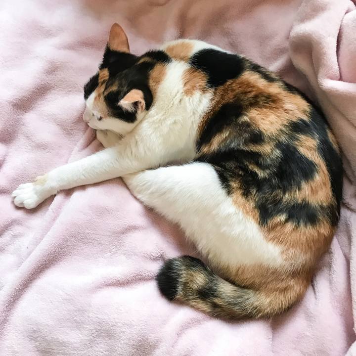 6cc3a0d2 2c4b 4345 b59a 5d02794388ed