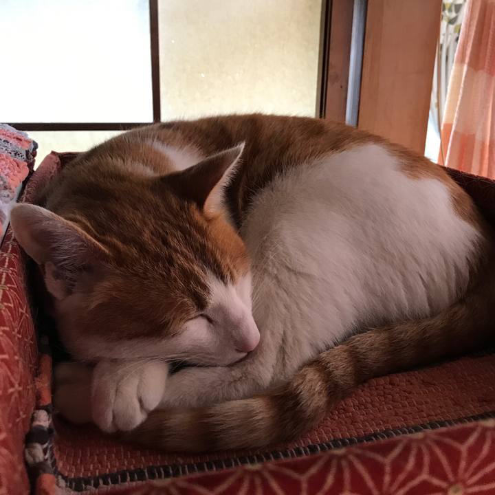 6cc69cb7 8c41 428c 9f4b d03b052bfb7e