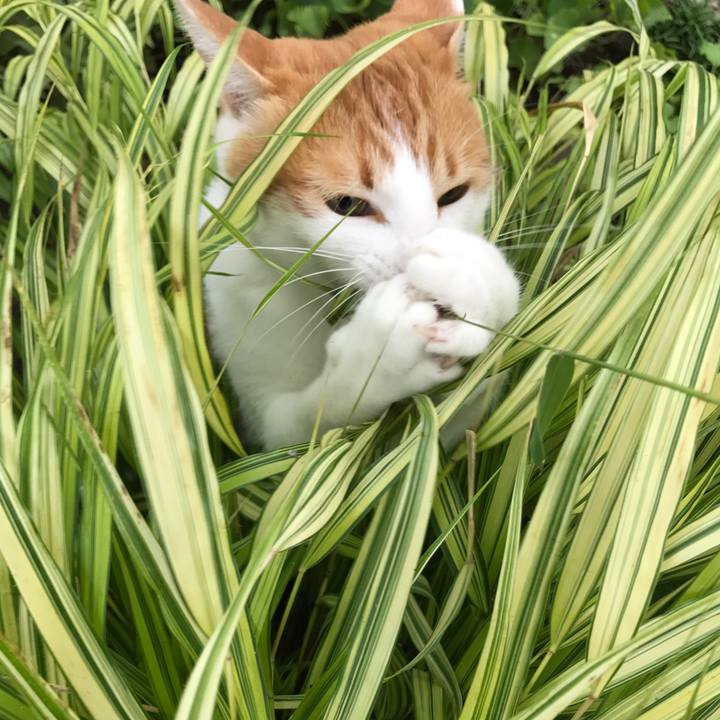 6cc6d452 270e 4c4f 854a 7ca2522ac748