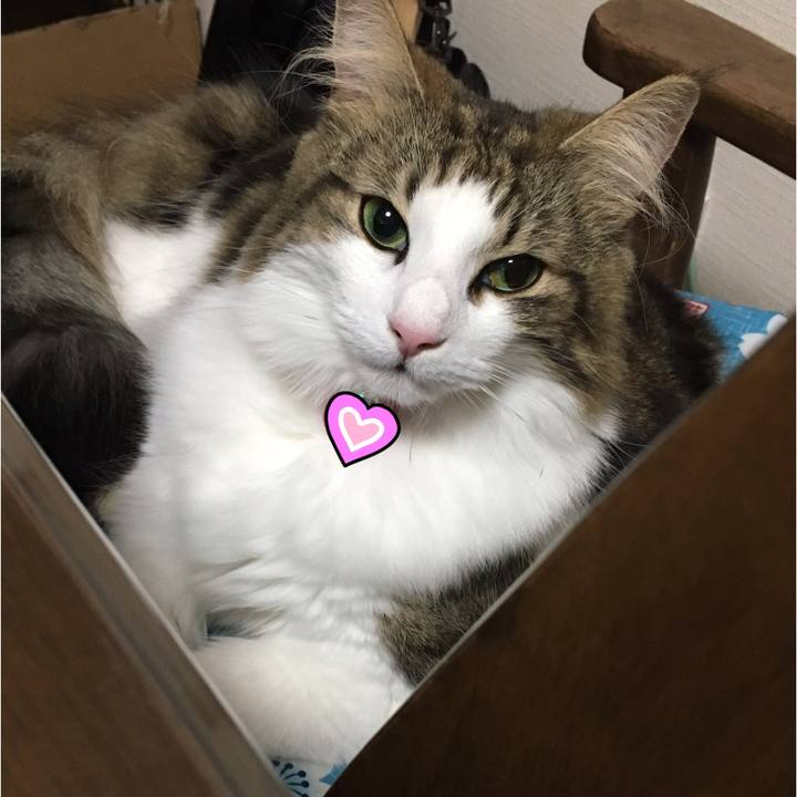 6cc7a0ea b408 47b0 93ea 62585428f60f