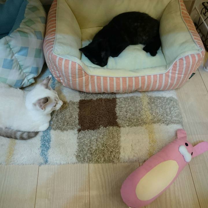 6cc9a035 d48e 4edb a088 9ae185f913ed