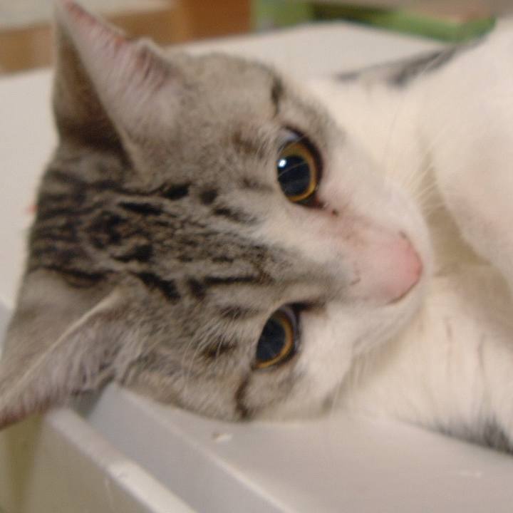 6ccc4b8b 7db4 4cb7 8b11 a982b25d8eab