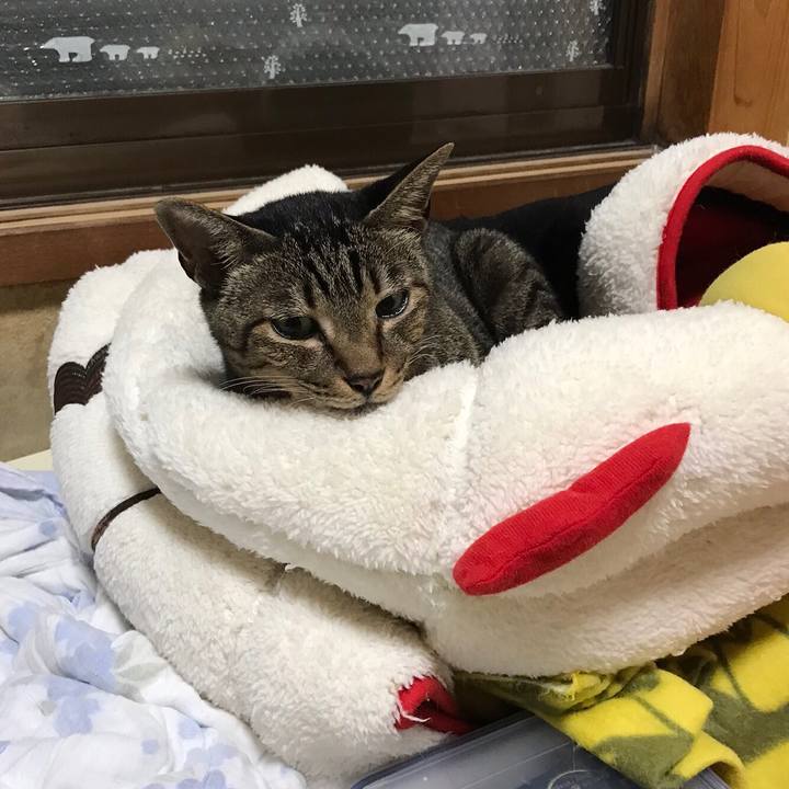 6cd0aaa3 8219 4925 9255 99c3620876ae