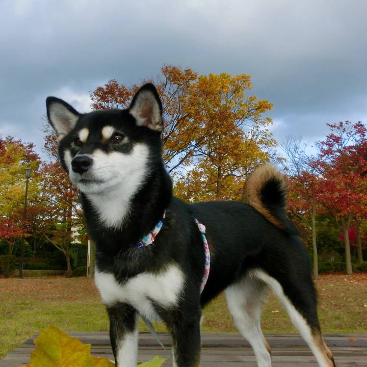 6cdf409d c626 4f32 9720 1c570811927d