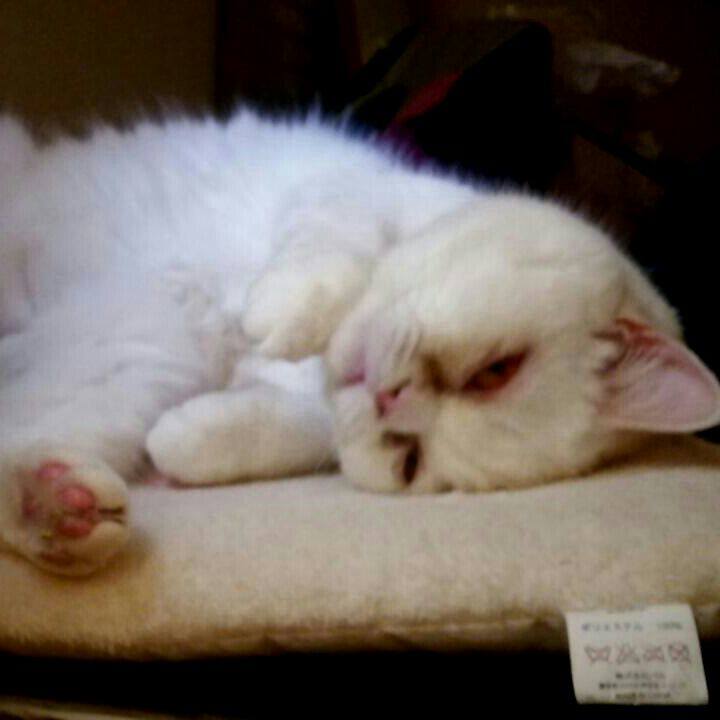 6ce09d6a fd3b 4d4f 8dce 6961aae3c93b