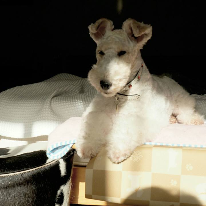 6ce1996f 245c 4cf5 9f46 cb8e88019472