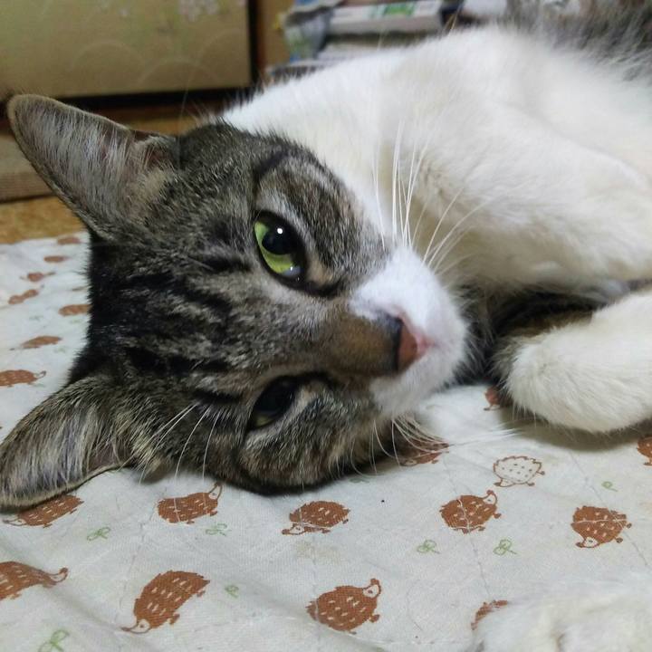 6ce4f463 5987 4287 8315 b13c66de2e82