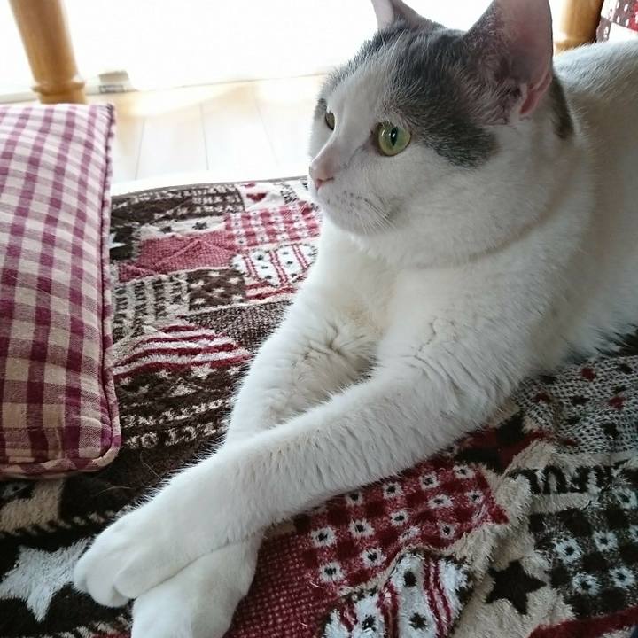 6cf381fc c8c5 4165 804d 69fe15cc796b