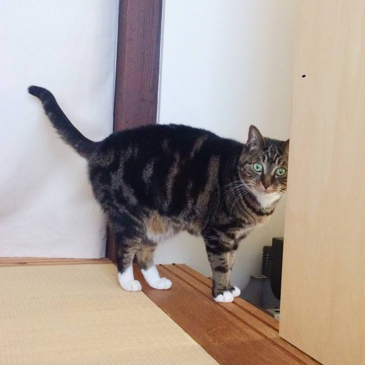 6cf395b8 4a41 4c0b be2b b881d321ccd4