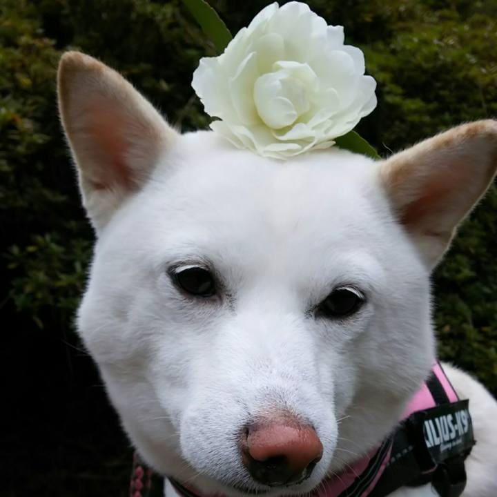 6cf5c50d f3c2 4c8a bb66 478787dd67ba