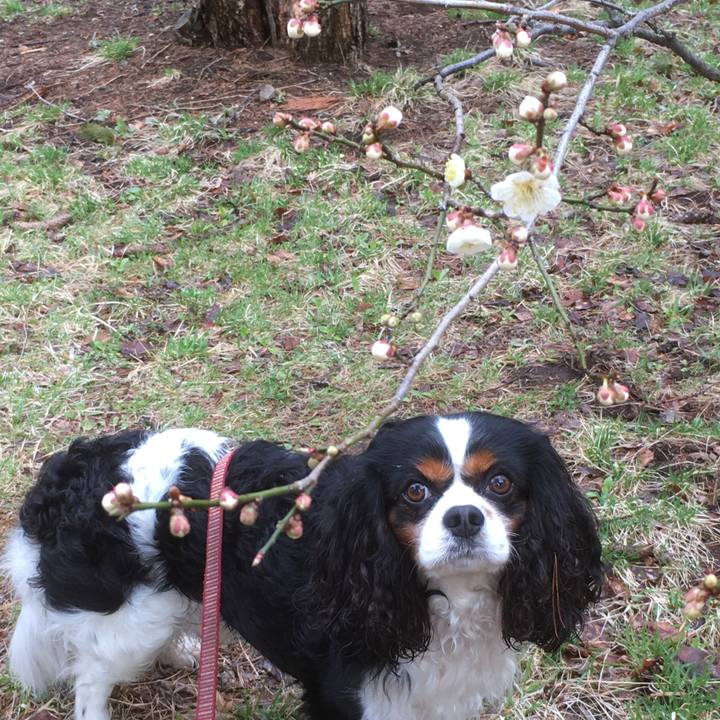 6cf6654f 1752 4d40 b628 c5f590ec0743