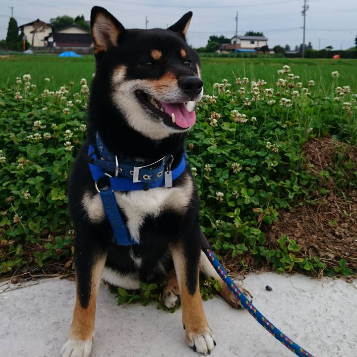 6d0012f9 cb12 40cf a9f7 b082153fe718